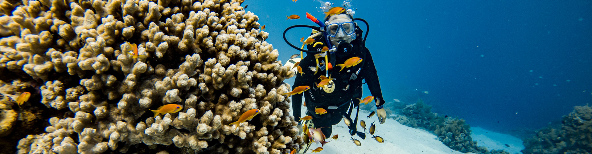 Unter Tauchern im Mangrove Bay Resort