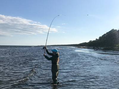 Mit Sbirolino und Fliege auf der Jagd nach Meerforellen