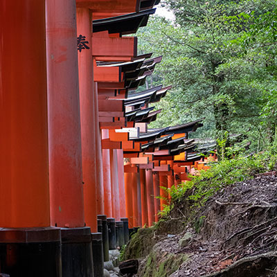 Tempel und Teezeremonie in Kyōto