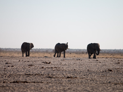 Elefanten im Etosha Nationalpark