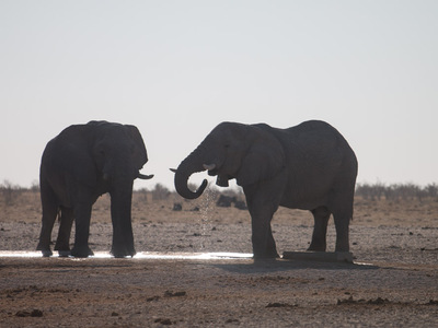 Elefanten im Etosha Nationalpark