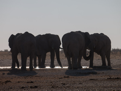 Elefanten im Etosha Nationalpark