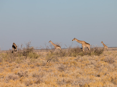 Giraffen im Etosha Nationalpark