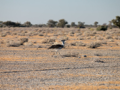 Sekretär im Etosha Nationalpark