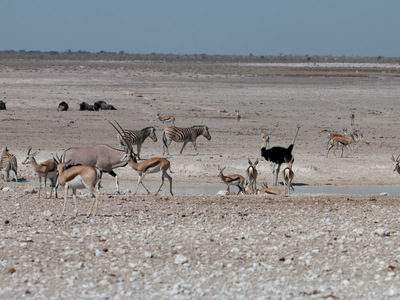 Tiere am Wasserloch