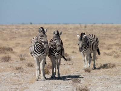 Zebras im Etosha Nationalpark