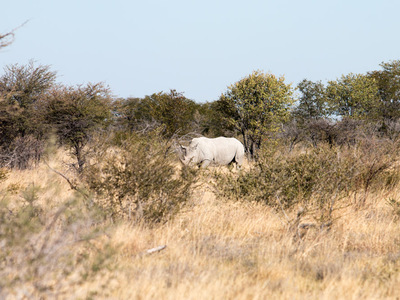 seltener Anblick: Nashorn
