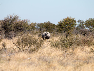 Nashorn im Etosha Nationalpark