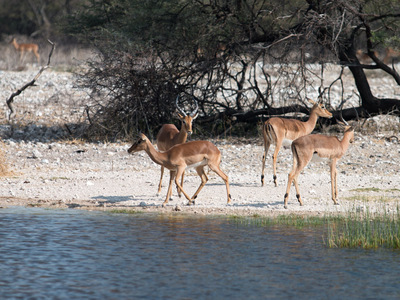 Wasserloch an der Onguma Leadwood Campsite