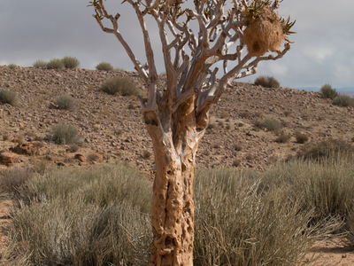 Webervogelnest am Straßenrand