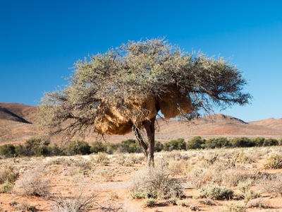 Baum mit vielen Webervögelnestern