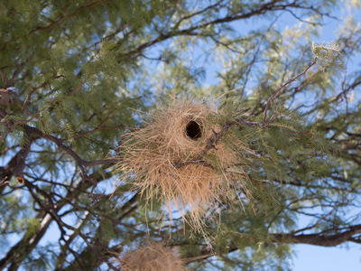 Webervogelnest