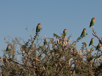 Besucher in den Bäumen