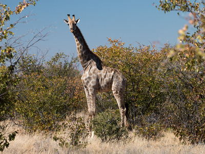 Giraffe im Etosha Nationalpark