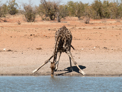 Giraffe im Etosha Nationalpark
