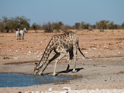 Giraffe im Etosha Nationalpark
