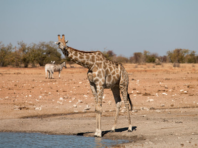 Giraffe im Etosha Nationalpark