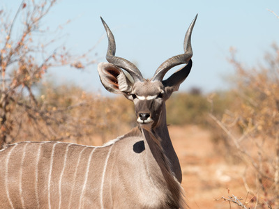 Eland Antilope im Etosha Nationalpark
