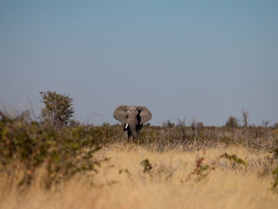 Elefant im Etosha Nationalpark