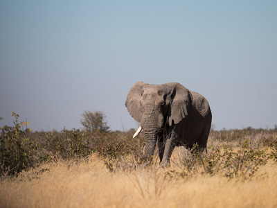 Elefant im Etosha Nationalpark