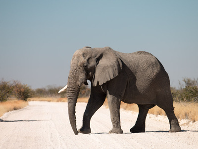 Elefant im Etosha Nationalpark