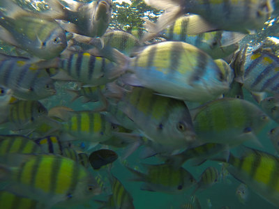 Fische bei der Fütterung